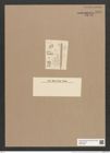 Synedra tenella Grun. (de-Toni-Nr.: Genus 66, Species 2665) Zeichnungen Sammlung Grunow Nr. 5376 (NHMW-BOT-W0373796)